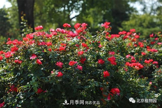 北京植物園月季花海進(jìn)入盛花期，國(guó)慶觀賞正當(dāng)時(shí)(圖4)