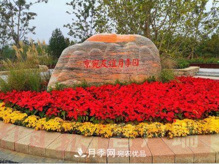 紀(jì)念南水北調(diào)南陽深厚友誼，北京京宛友誼月季園開園(圖1)