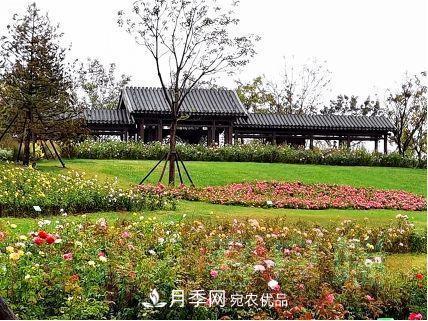 紀(jì)念南水北調(diào)南陽深厚友誼，北京京宛友誼月季園開園(圖3)