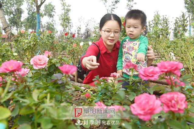 全國(guó)首個(gè)現(xiàn)代月季種質(zhì)資源圃“扎根”安徽阜陽(yáng)(圖1)