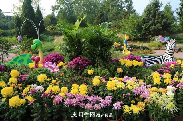北京植物園第28屆市花展開幕，菊花月季是主角(圖1)