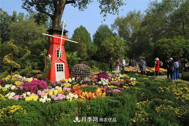 北京植物園第28屆市花展開幕，菊花月季是主角(圖2)