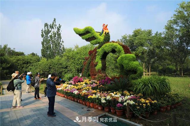 北京植物園第28屆市花展開幕，菊花月季是主角(圖3)