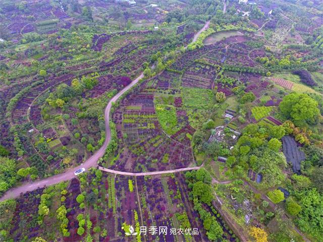中國花木之鄉(xiāng)—重慶市北碚區(qū)靜觀鎮(zhèn)(圖1)