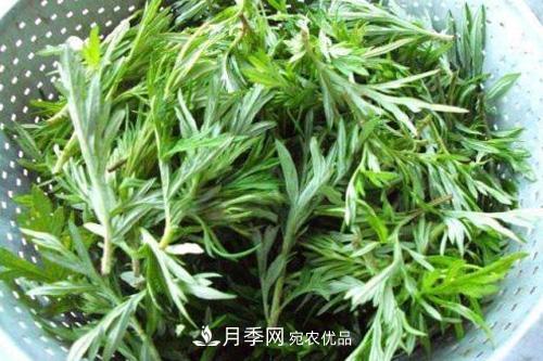 南陽到處都是的艾草竟然有這么多作用和功效！(圖1)