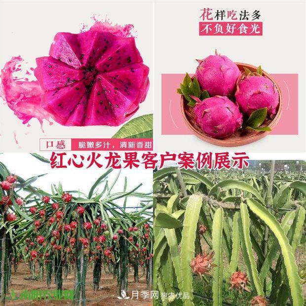南陽中原紅心火龍果種苗批發(fā) 基地直銷技術(shù)指導(dǎo) 5元/株(圖2)