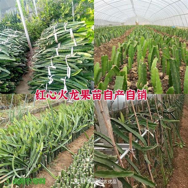 南陽中原紅心火龍果種苗批發(fā) 基地直銷技術(shù)指導(dǎo) 5元/株(圖3)