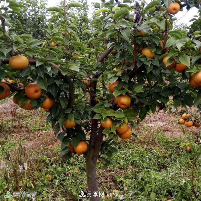 南水北調(diào)有機(jī)寶盈蜜梨，南陽淅川特產(chǎn)水果批發(fā)(圖2)