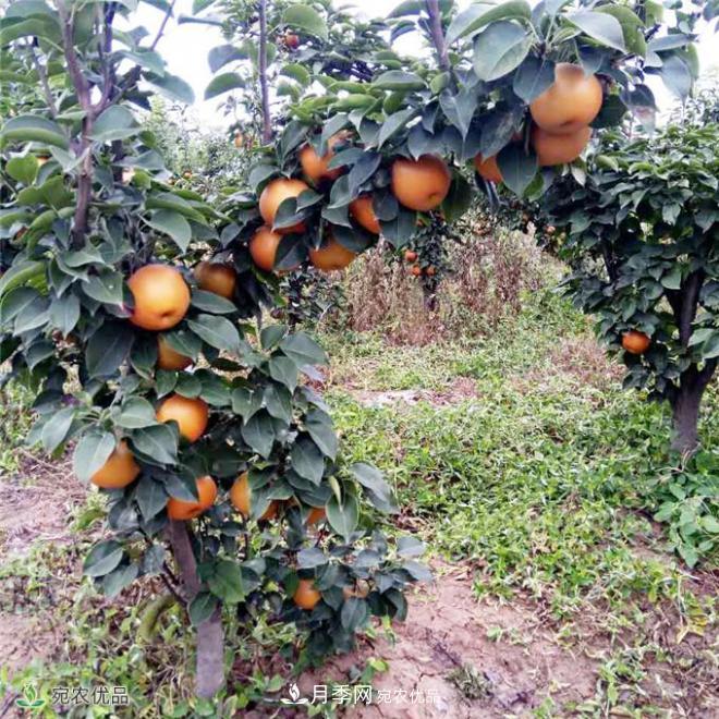 南水北調(diào)有機(jī)寶盈蜜梨，南陽淅川特產(chǎn)水果批發(fā)(圖5)