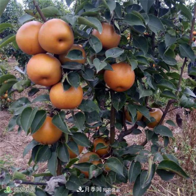 南水北調(diào)有機(jī)寶盈蜜梨，南陽淅川特產(chǎn)水果批發(fā)(圖1)
