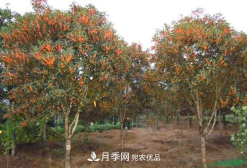 鄧州市穰東鎮(zhèn)多品種桂花園，丹桂金桂桂花樹(圖1)
