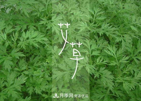 南陽(yáng)仲景艾草產(chǎn)業(yè)占全國(guó)70%份額，年產(chǎn)值10億元，叫響世界？(圖2)
