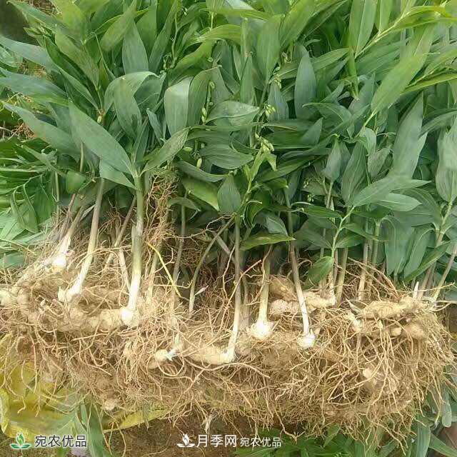 南陽中藥材基地分享黃精種苗繁衍方法，繁育需要如何進(jìn)行(圖1)