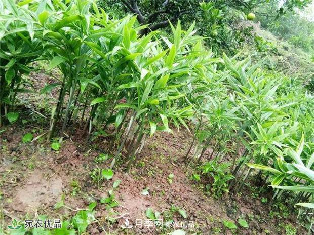 南陽中藥材基地分享黃精種苗繁衍方法，繁育需要如何進(jìn)行(圖2)