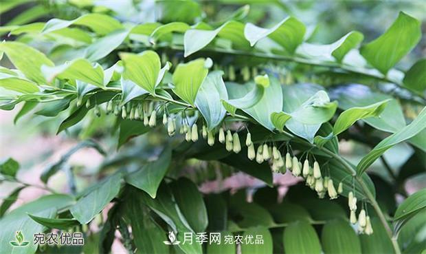 市場(chǎng)需求大，黃精種植效益分析，南陽黃精種苗基地直銷價(jià)格(圖1)