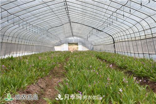 白芨種苗應(yīng)該怎么挑選？種植方法是什么？南陽基地為你講解(圖2)