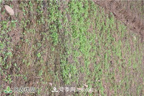 白芨種苗應(yīng)該怎么挑選？種植方法是什么？南陽基地為你講解(圖1)