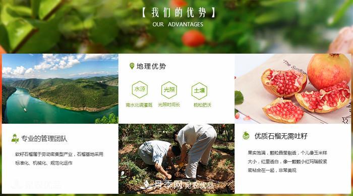 淅川突尼斯軟籽石榴基地批發(fā)價格，好水果(圖4)
