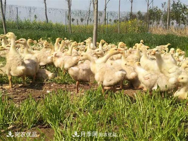 南陽脫溫鵝苗孵化廠 南陽鵝苗孵化基地直銷價格(圖3)