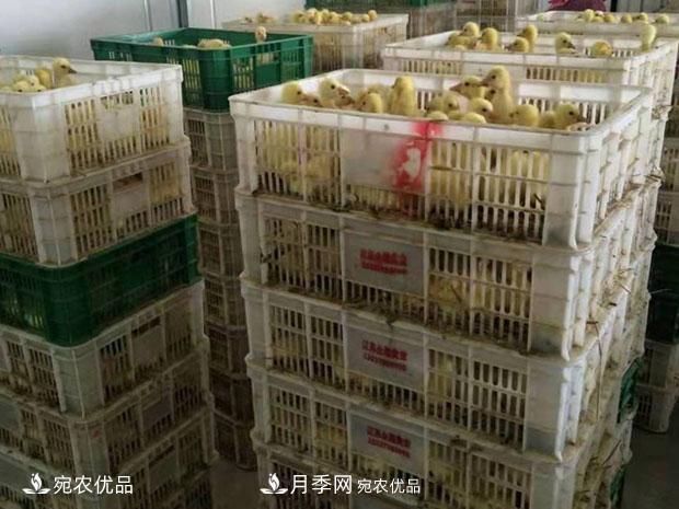 南陽脫溫鵝苗孵化廠 南陽鵝苗孵化基地直銷價格(圖2)