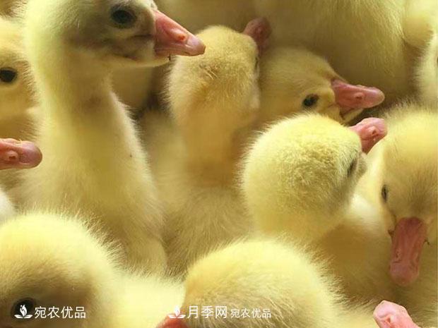南陽脫溫鵝苗孵化廠 南陽鵝苗孵化基地直銷價格(圖1)