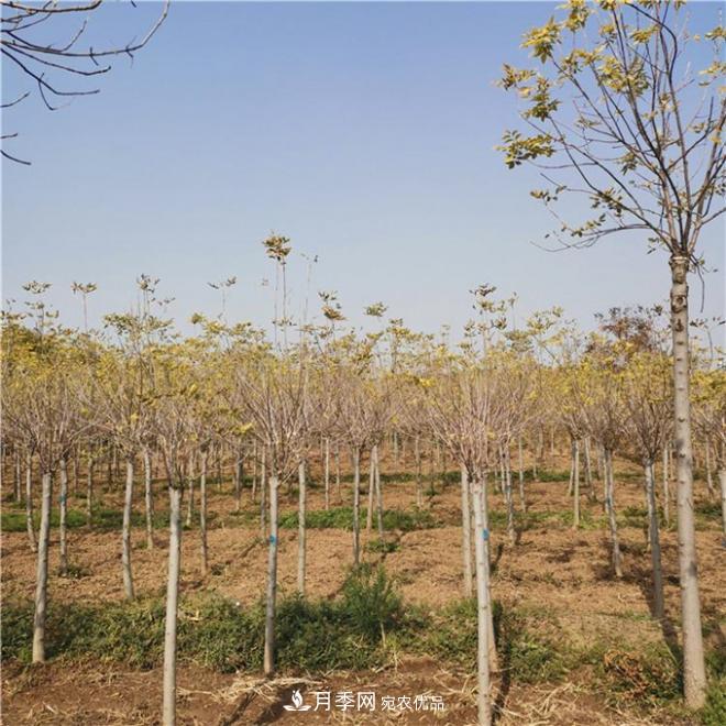 金葉復(fù)葉槭南陽基地直銷，3-10公分報(bào)價(jià)(圖4)