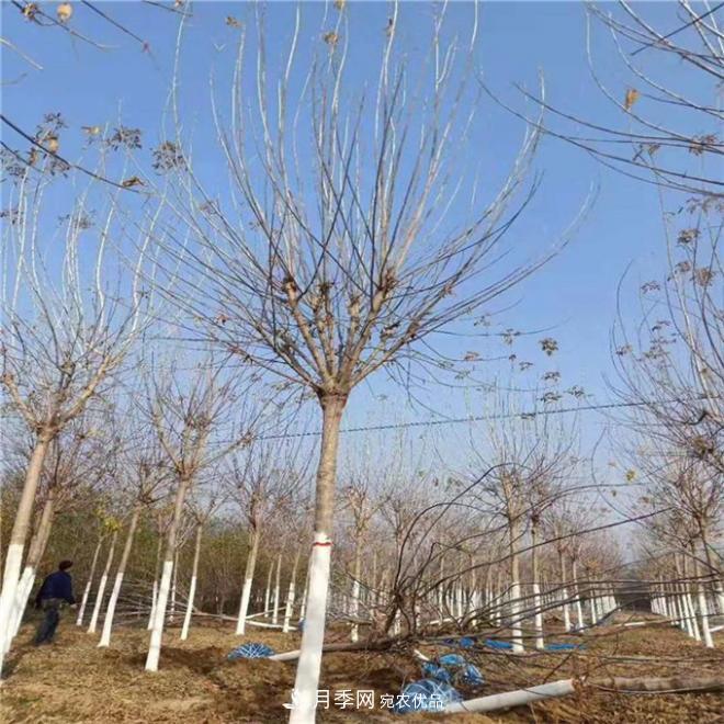 金葉復(fù)葉槭南陽基地直銷，3-10公分報(bào)價(jià)(圖3)