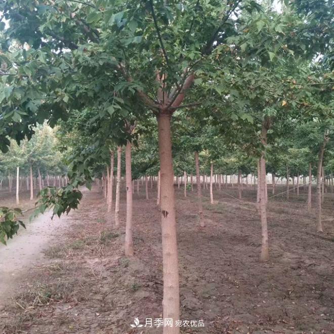 金葉復(fù)葉槭南陽基地直銷，3-10公分報(bào)價(jià)(圖2)