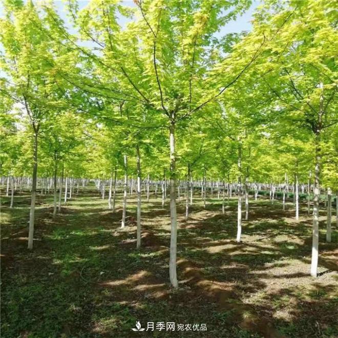 金葉復(fù)葉槭南陽基地直銷，3-10公分報(bào)價(jià)(圖1)