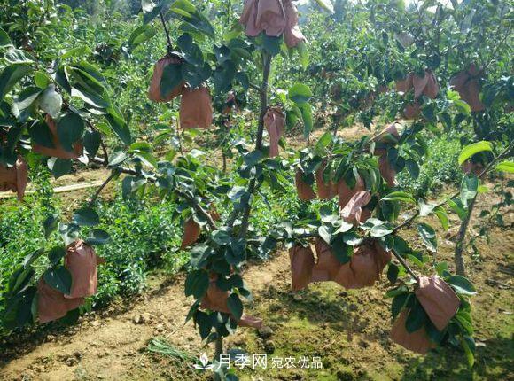 南陽(yáng)方城博望黃金梨2年3年生梨樹(shù)苗基地批發(fā)價(jià)格15元(圖2)