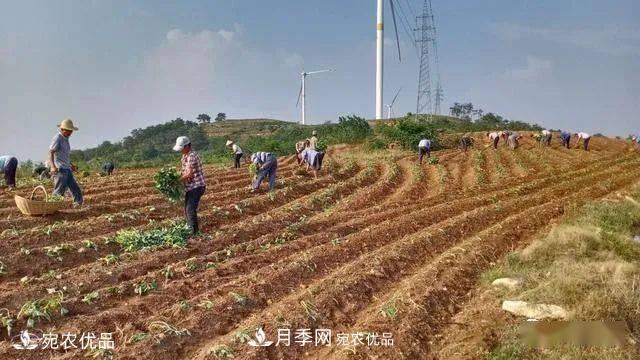 南陽(yáng)唐河“小紅薯”撐起脫貧致富“大產(chǎn)業(yè)”(圖1)