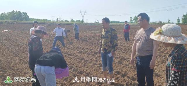 桐柏縣平氏鎮(zhèn)致富紅薯產(chǎn)業(yè)點燃扶貧之火(圖1)