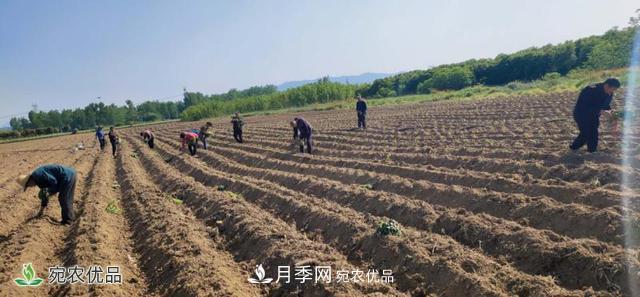 桐柏縣平氏鎮(zhèn)致富紅薯產(chǎn)業(yè)點燃扶貧之火(圖2)