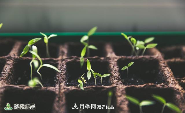 河南苗木人你可知實(shí)生苗和自根苗有什么區(qū)別？(圖1)