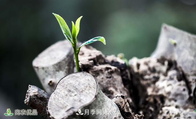 河南苗木人你可知實(shí)生苗和自根苗有什么區(qū)別？(圖2)