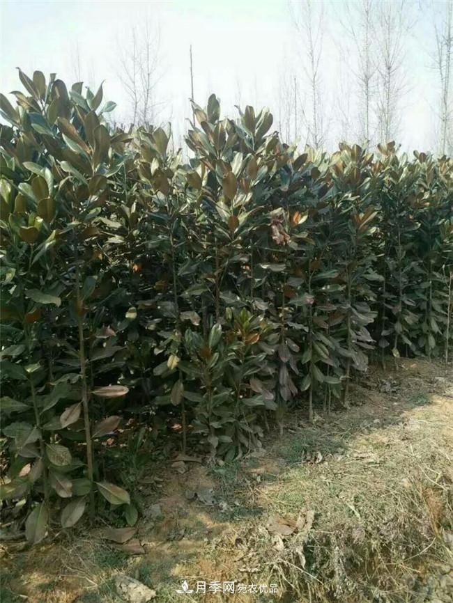 南陽南召玉蘭基地，廣玉蘭苗木繁育技術(shù)分享(圖1)