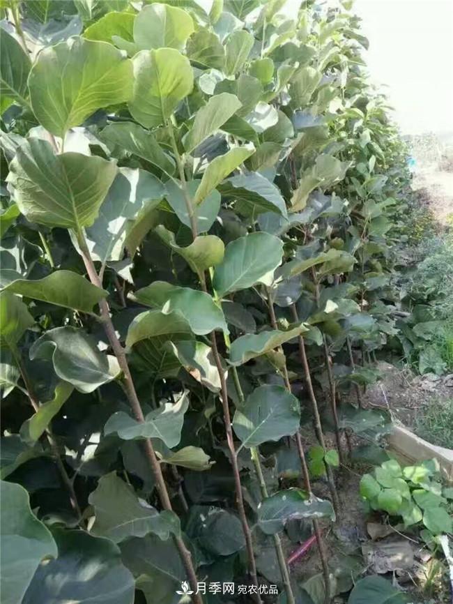 南陽南召玉蘭基地，廣玉蘭苗木繁育技術(shù)分享(圖2)
