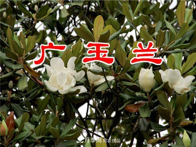 南陽南召玉蘭基地，廣玉蘭苗木繁育技術(shù)分享(圖3)