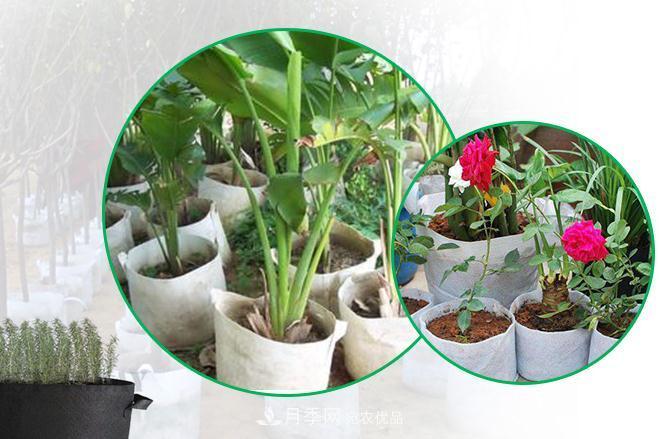 南陽月季苗木美植袋廠(圖1)