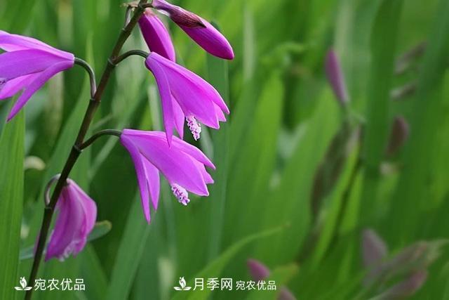 南陽中藥材白芨的養(yǎng)殖技術(shù)方法(圖1)
