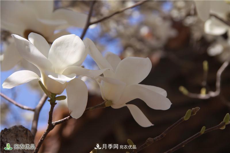 中國玉蘭之鄉(xiāng)，南陽白玉蘭花開潔白如玉(圖4)