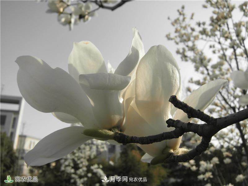 中國玉蘭之鄉(xiāng)，南陽白玉蘭花開潔白如玉(圖3)