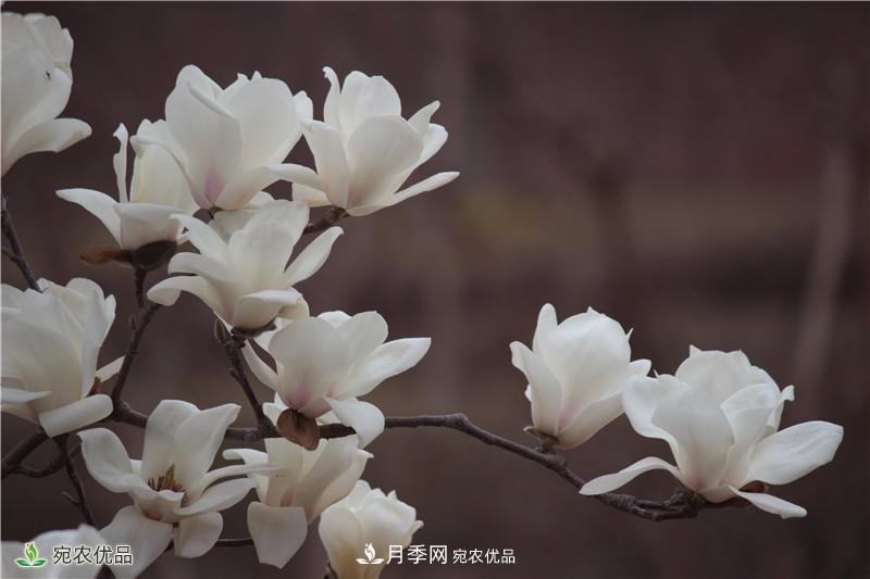 中國玉蘭之鄉(xiāng)，南陽白玉蘭花開潔白如玉(圖2)