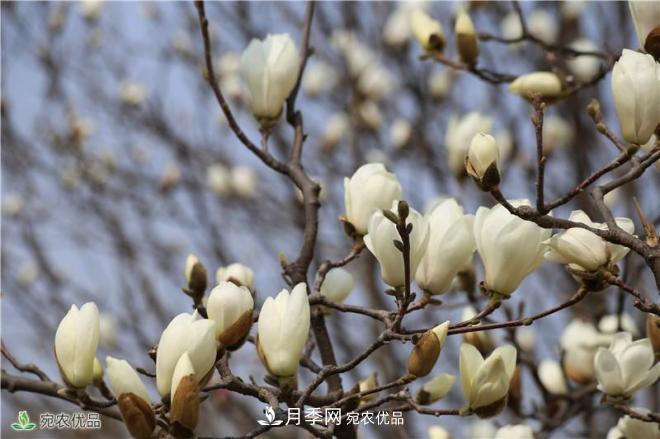 中國玉蘭之鄉(xiāng)，南陽白玉蘭花開潔白如玉(圖6)