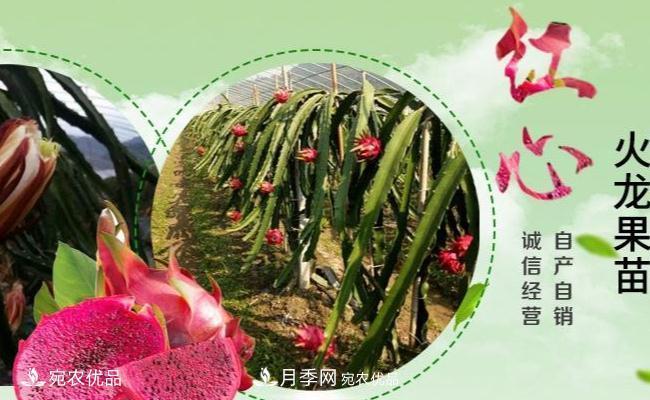 南陽市紅心火龍果苗種植基地(圖1)