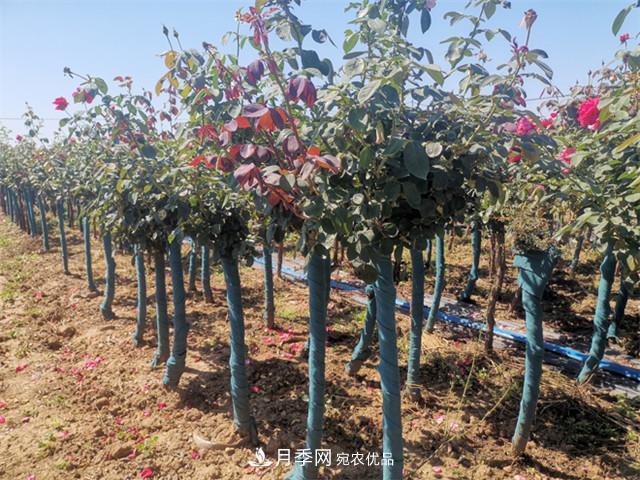 什么樣的南陽苗木才能賣出高價(jià)！(圖1)