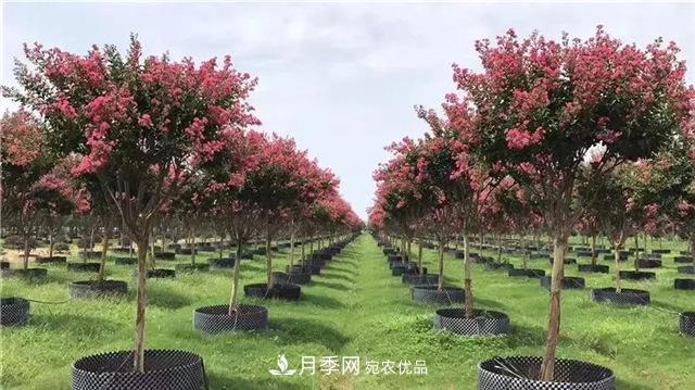 什么樣的南陽苗木才能賣出高價(jià)！(圖2)