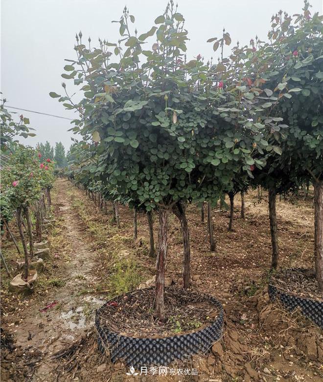 南陽精品苗木的標準怎么定？這三個硬指標一定要知道(圖2)