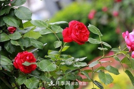 南陽市臥龍區(qū)蒲山鎮(zhèn)：月季特色產(chǎn)業(yè)鋪就群眾增收路(圖1)
