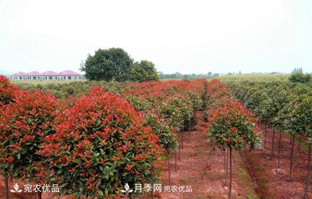苗木怎么才能賺大錢？首先你得學會炒作(圖1)